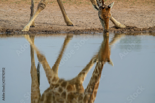 Giraffe - Giraffa giraffa  safari in Etosha National Park  Namibia  Africa. Cute member of African big five.