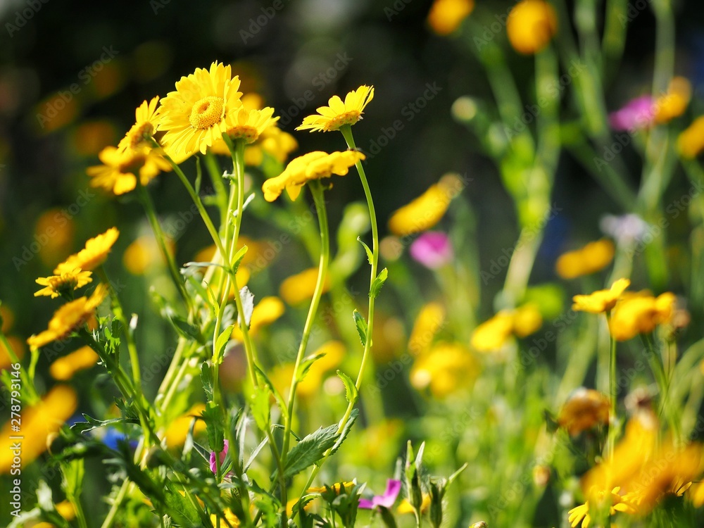 Fototapeta premium yellow wild flowers in garden