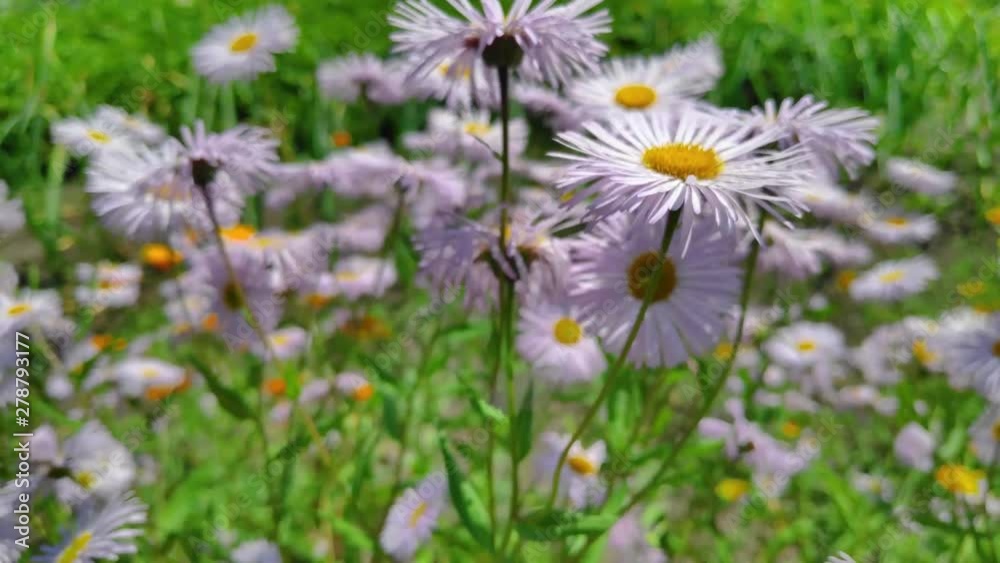 chamomile flowers, fluttering butterfly, collects nectar chamomile flowers, fluttering butterfly, collects nectar