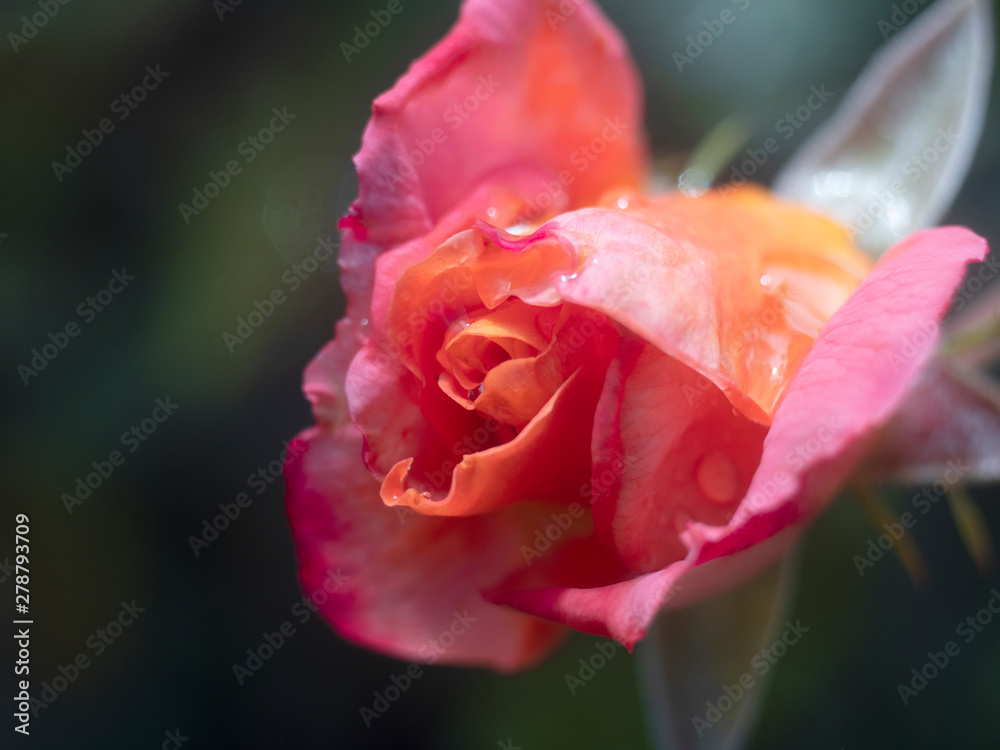 dew on pink rose flowers