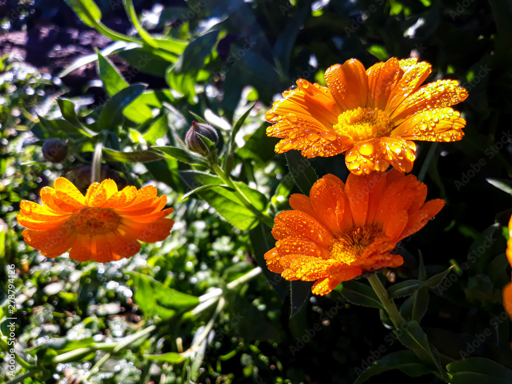 flores bonitas, primavera, jardim, várias cores flores bonitas, primavera, jardim, várias cores