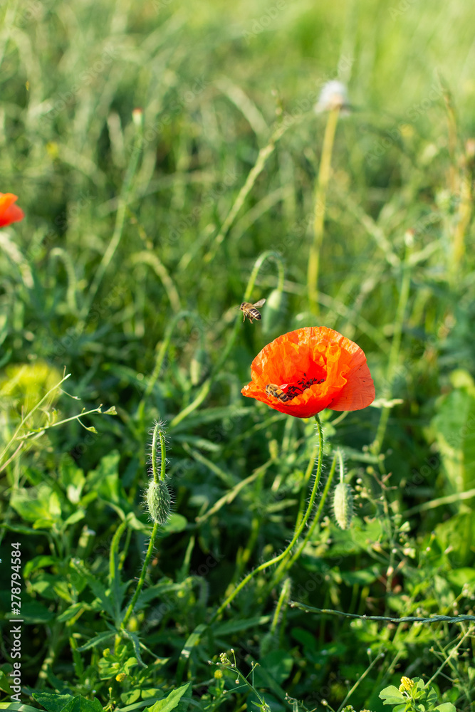 Red poppies closeup on a meadow in a village, summer outdoor recreation