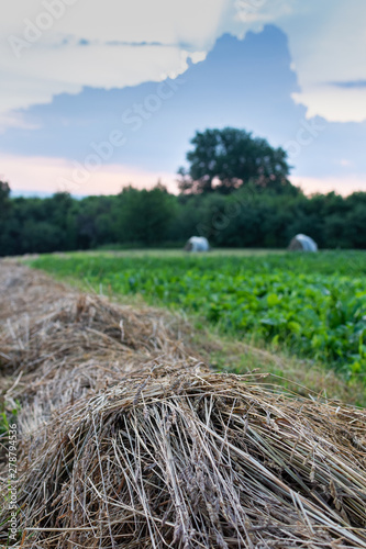 Rows of dry grass for feeding cows in winter, harvesting hay in summer