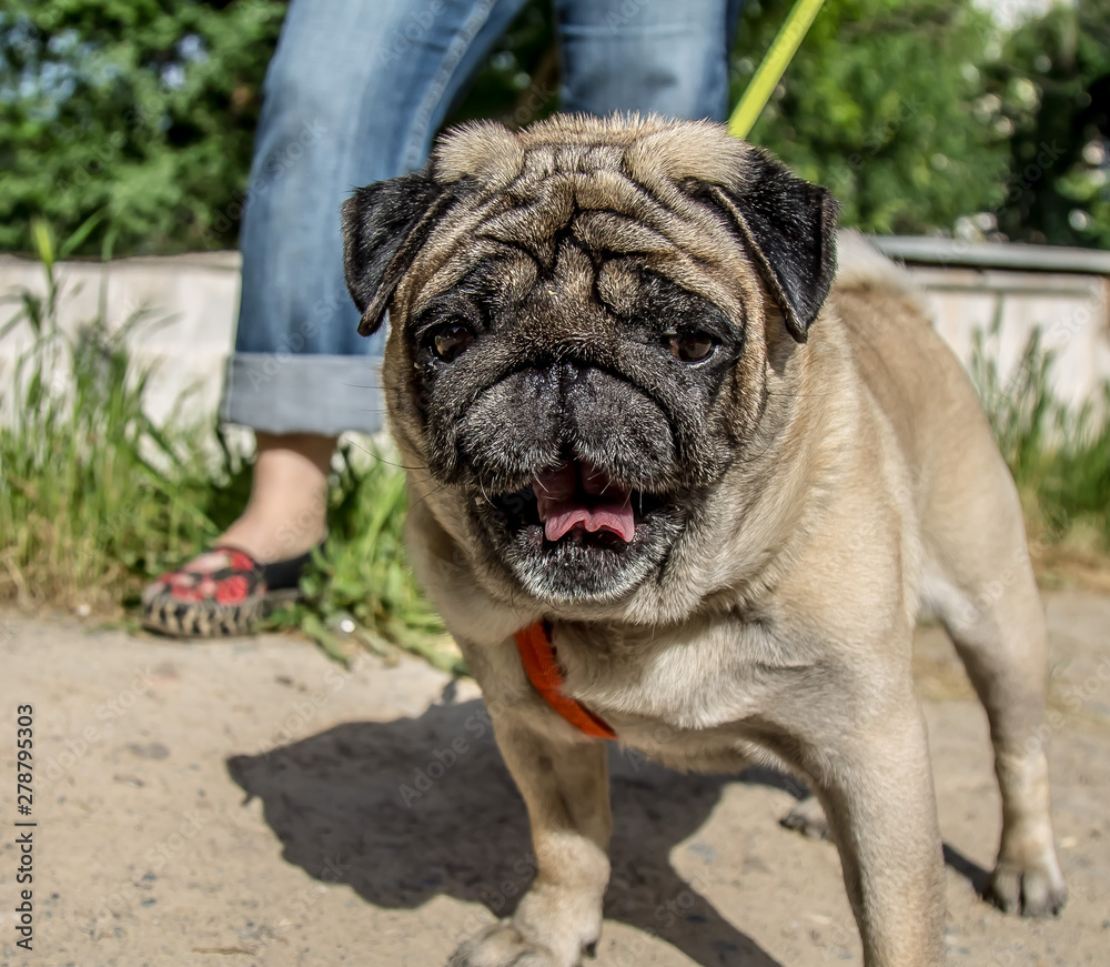 Obraz premium Portrait of a pug breed dog close up on the street