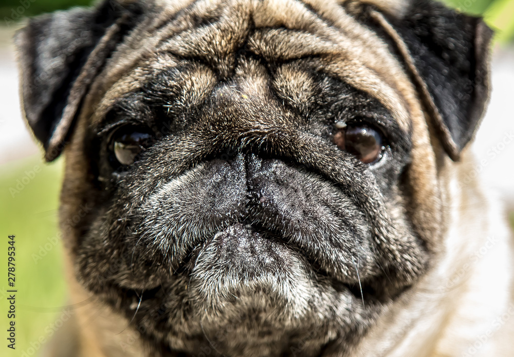 Portrait of a pug breed dog close up on the street