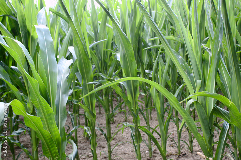 Obraz premium Maisfeld