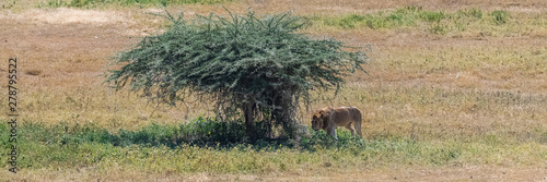 The Serengeti plains, panorama of the savannah with a typical big acacia tree, and a lion looking for shade © Pascale Gueret