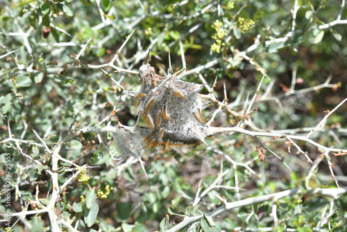 Spinnraupen im Sequoia Nationalpark