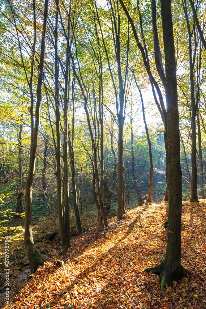 Fototapeta premium autumn forest on a sunny day. beautiful nature background with trees in yellow foliage. lots of fallen foliage on the ground