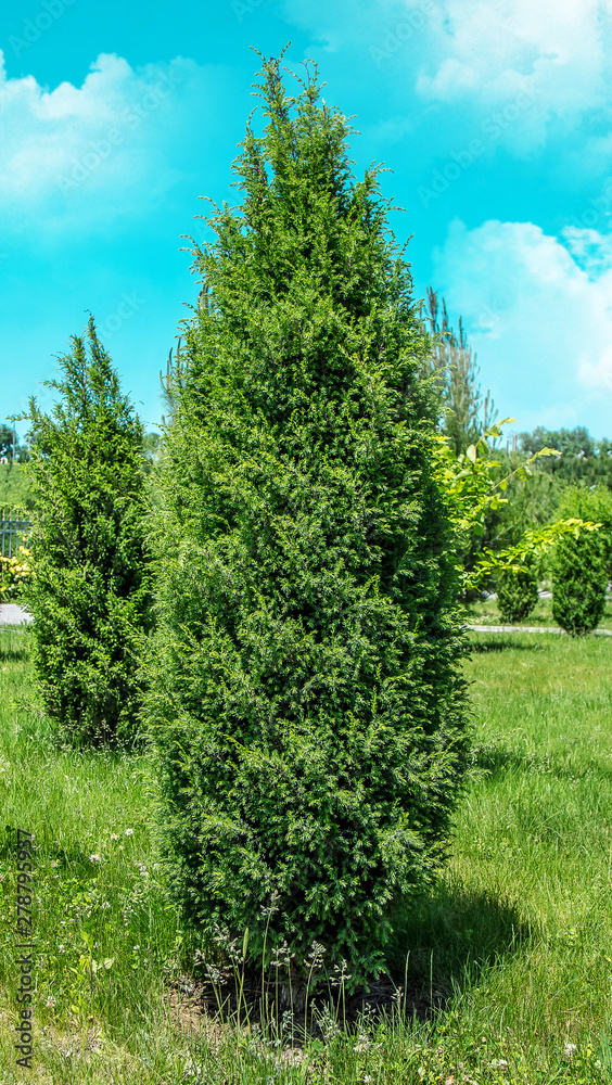Young green cypress plant in nature in the park