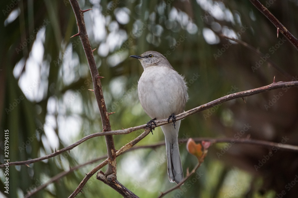 bird on a branch