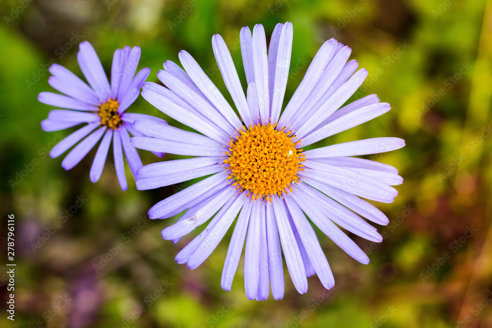 Beautiful pink flowers. Flowers grow in the garden on a beautiful green background of grass. Beautiful pink flowers. Flowers grow in the garden on a beautiful green background of grass.