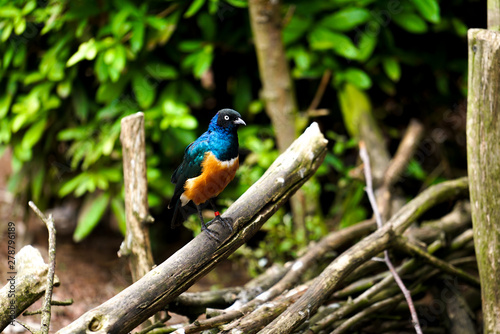 bird on a branch