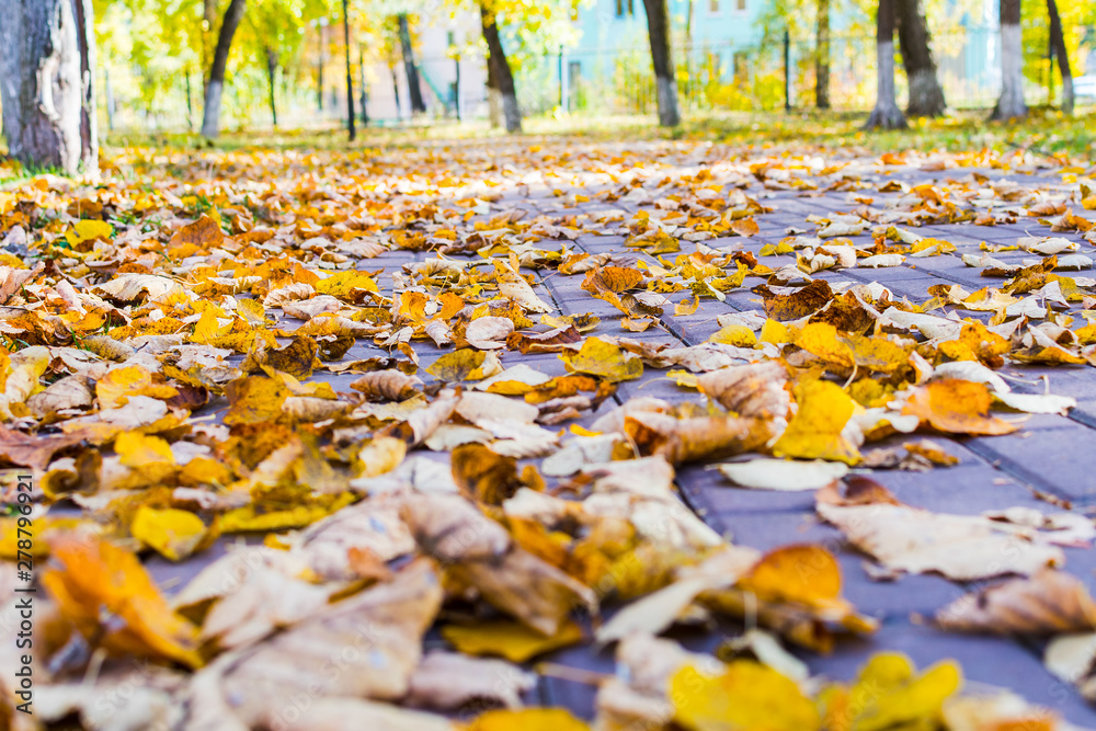 yellow leaves on the sidewalk in the Park. mellow autumn. yellow leaves on the sidewalk in the Park. mellow autumn.