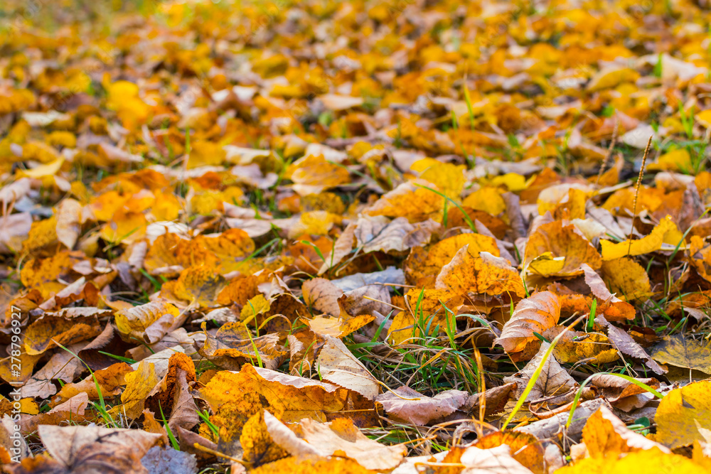 fallen yellow leaves on the ground