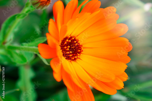 Orange calendula flowers. Fresh organic calendula marigold flowers background. Background with Calendula. Medicinal herbs. Summer Marigold flowers. Alternative tea concept.