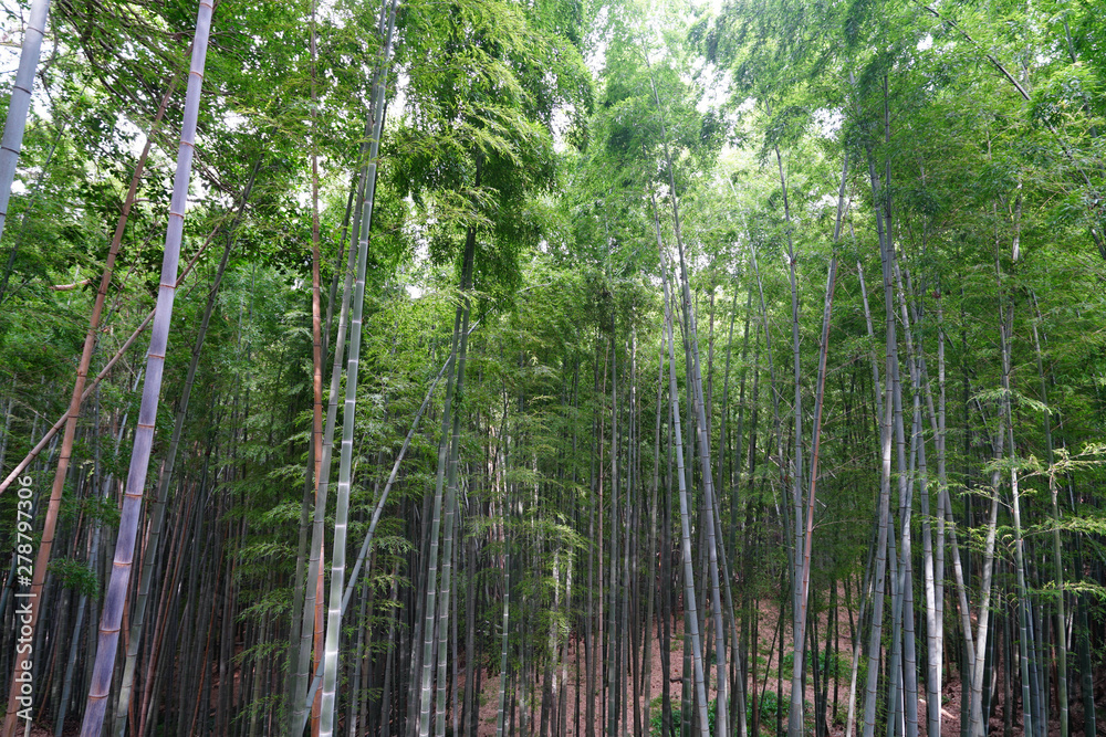 Obraz premium ◉Landscape of Iwashimizu Hachimangu◉