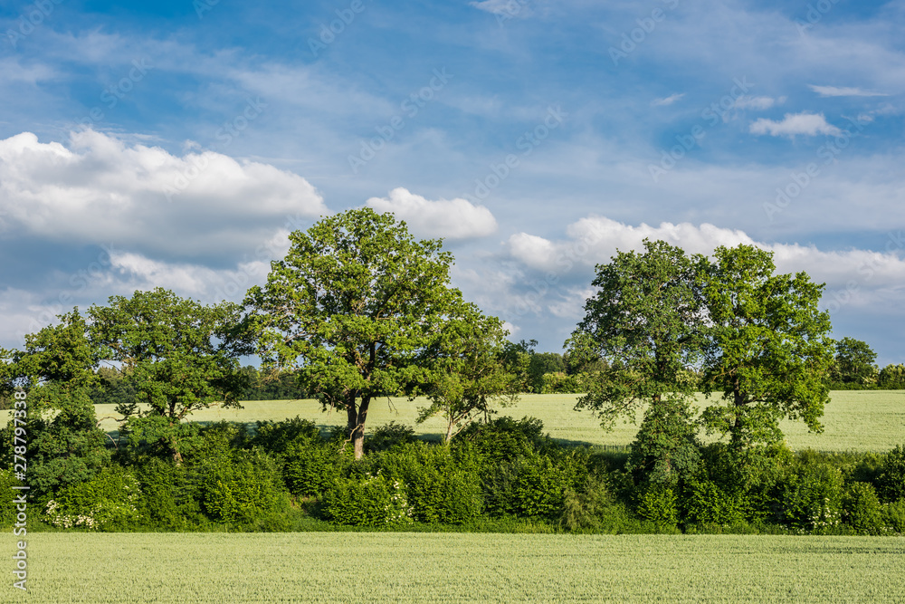 Fototapeta premium In the fields grows the crop and beautiful wildflowers in a rural landscape.