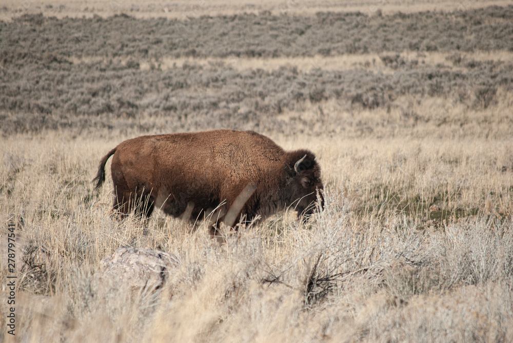 american bison american bison