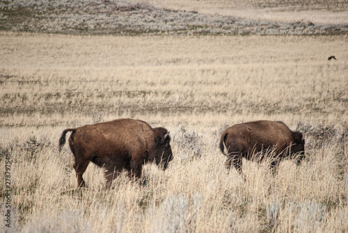 bison on an island © Brianna