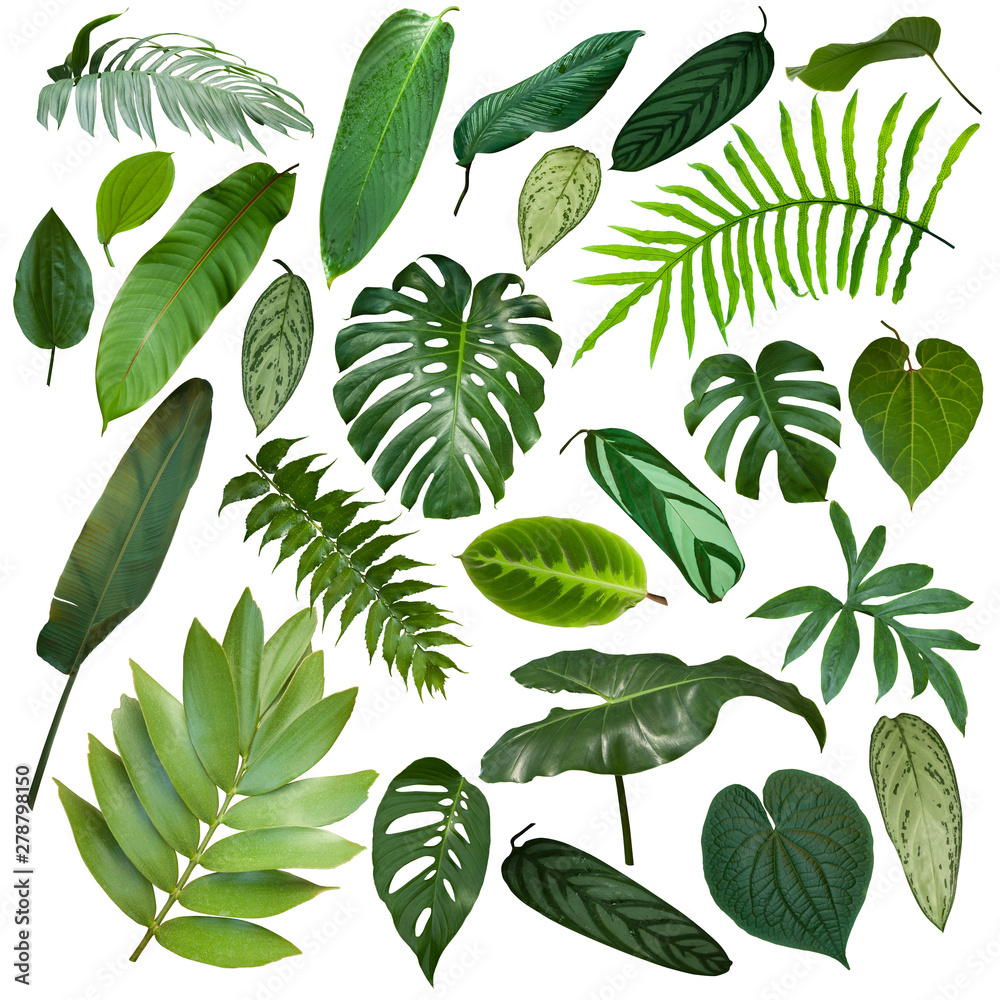 More beautiful exotic tropical leaves, isolated leaf background - obrazy, fototapety, plakaty 