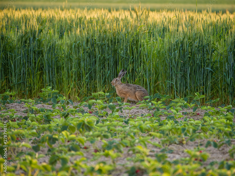 hare in strawberry field hare in strawberry field