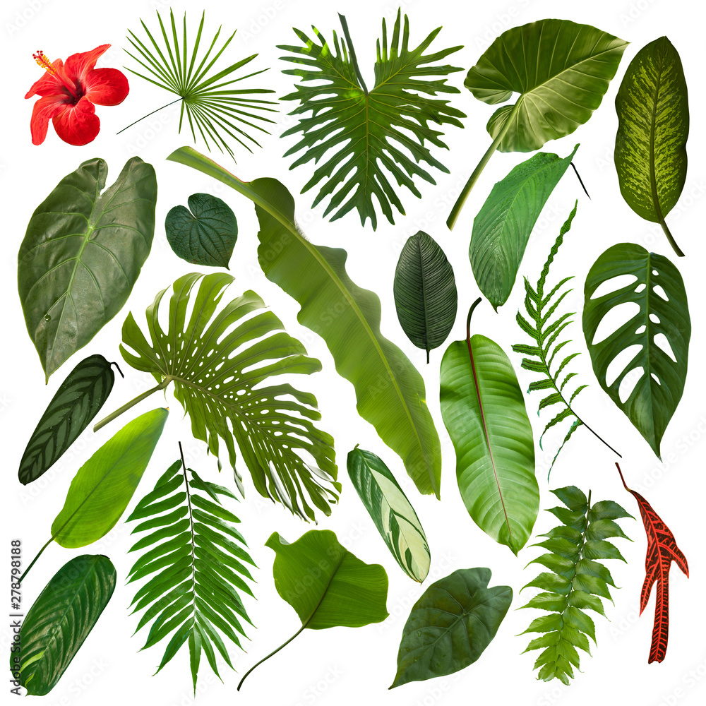 More beautiful exotic tropical leaves, isolated leaf background - obrazy, fototapety, plakaty 