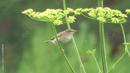 gray bird is resting on the grass. Summer sunny day. Close-up with good bokeh.