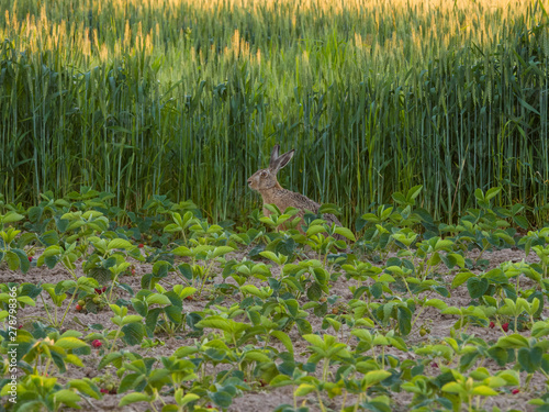 hare in strawberry field
