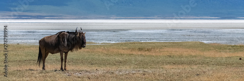 wildebeest, gnu standing in the savannah in Africa, in the Ngorongoro crater, panorama