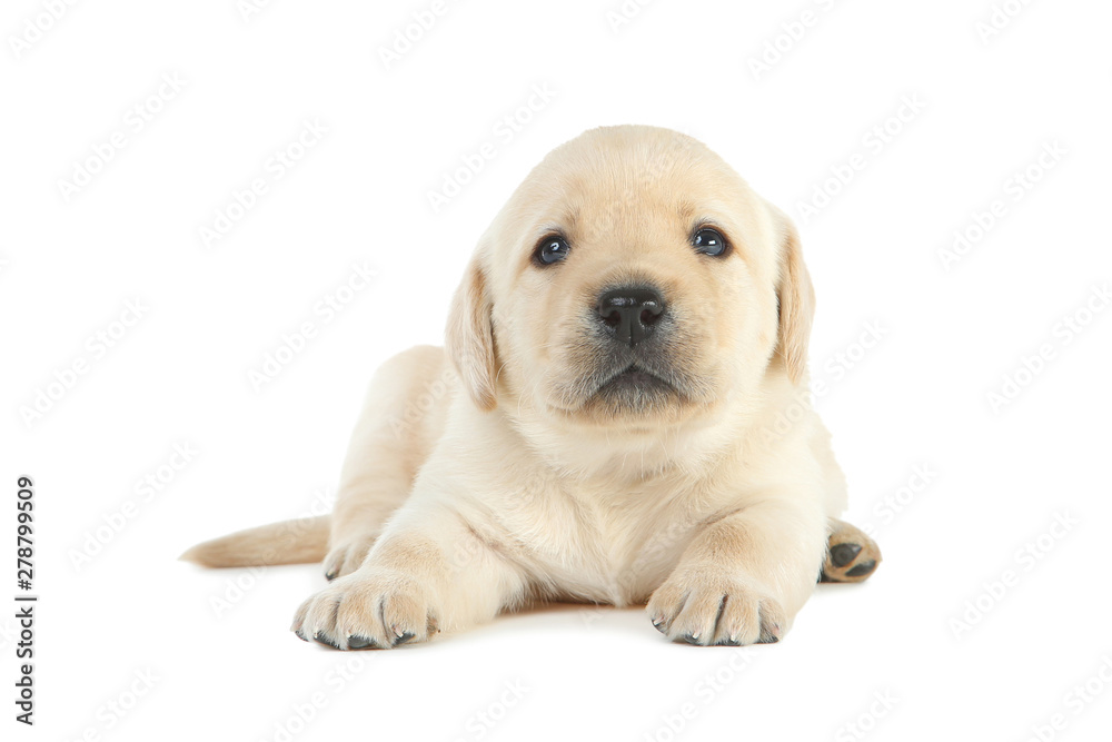 Labrador puppy isolated on white background