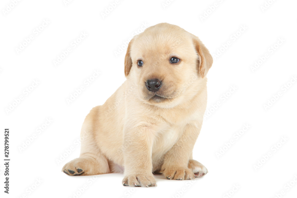 Labrador puppy isolated on white background