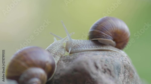 Two snail have their first kiss photo