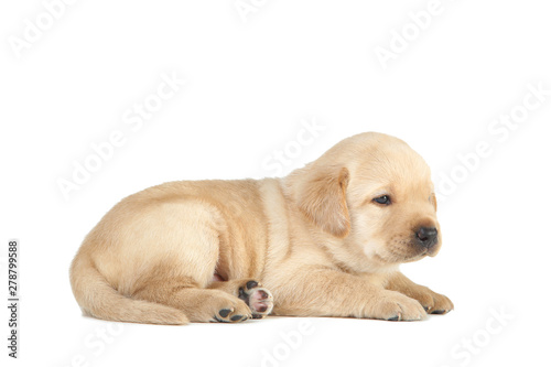 Labrador puppy isolated on white background