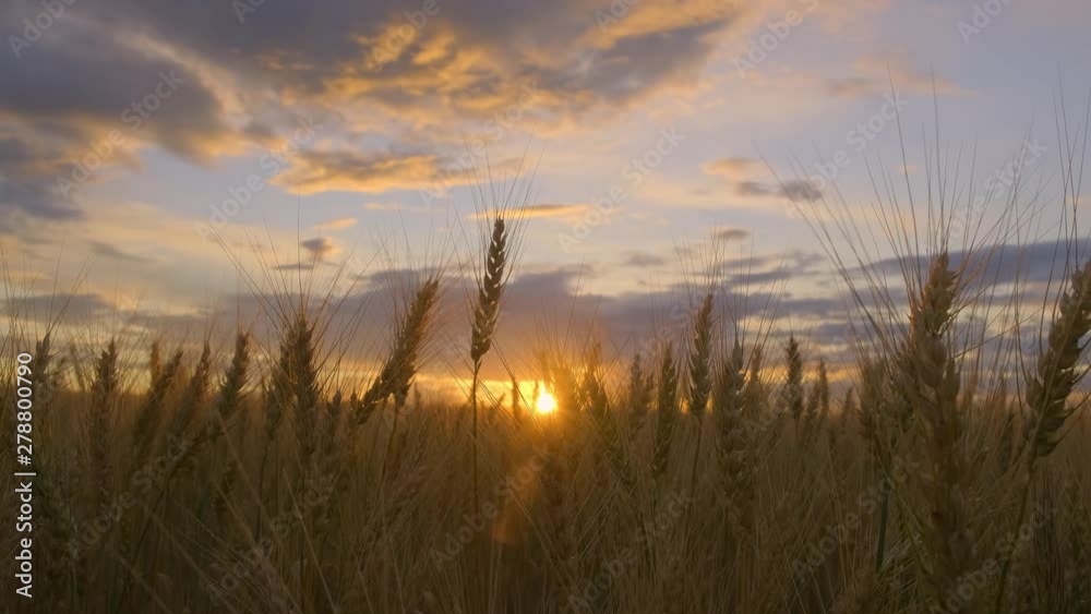 Sunbeams shine through ears of wheat in field at sunset. grain harvest. cereal growing.