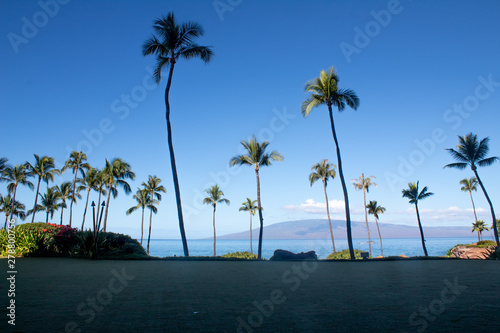 Pretty palm trees in Maui  Hawaii