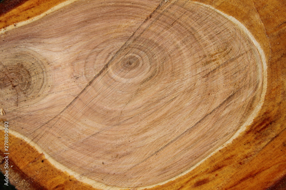 eine Baumscheibe aus Kirschholz eine Baumscheibe aus Kirschholz