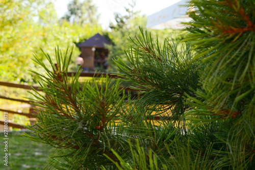 Pine on a blurred background forest house