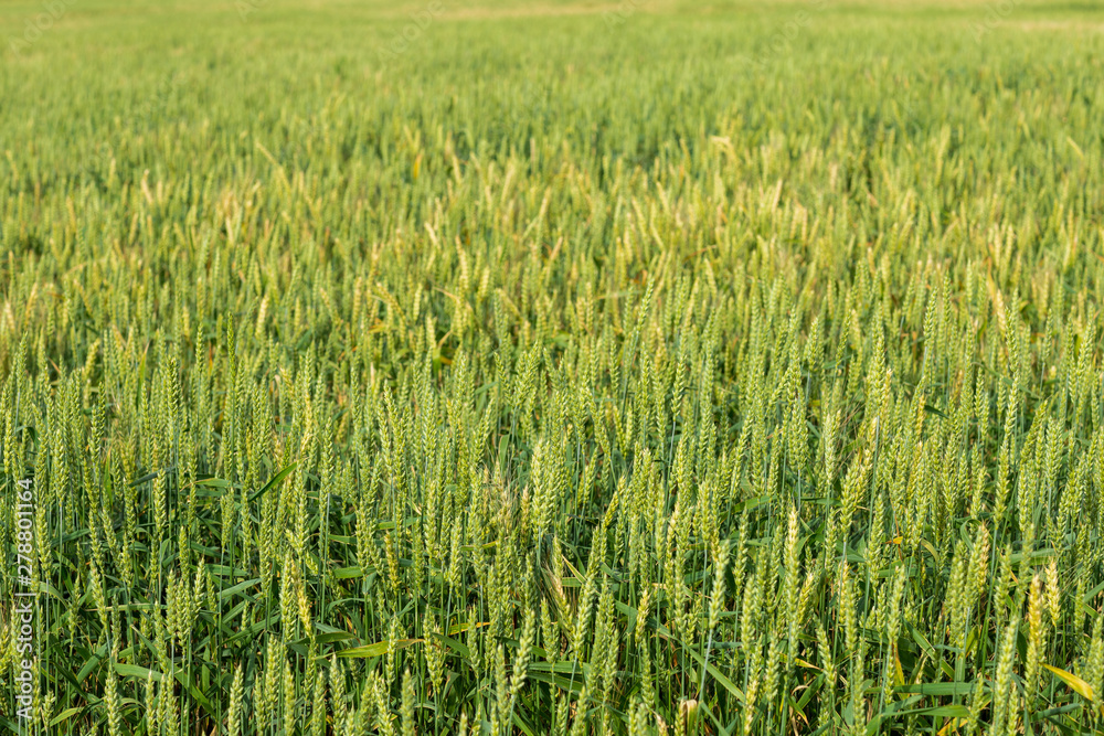 plot of wheat field,shot on a cloudy summer day plot of wheat field,shot on a cloudy summer day