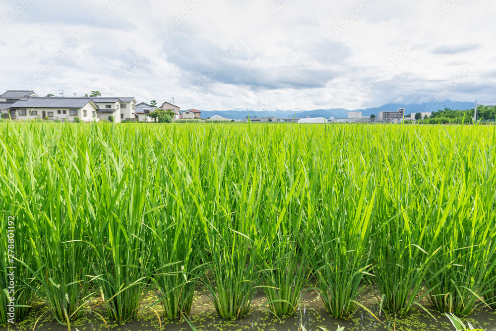 Obraz premium 松本市郊外 水田のある風景
