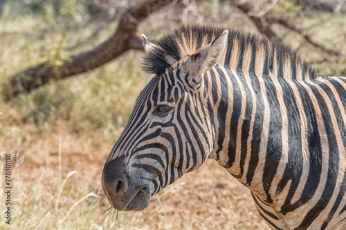 Fototapeta Naklejka Na Ścianę i Meble -  Head profile of an adult Burchells Zebra
