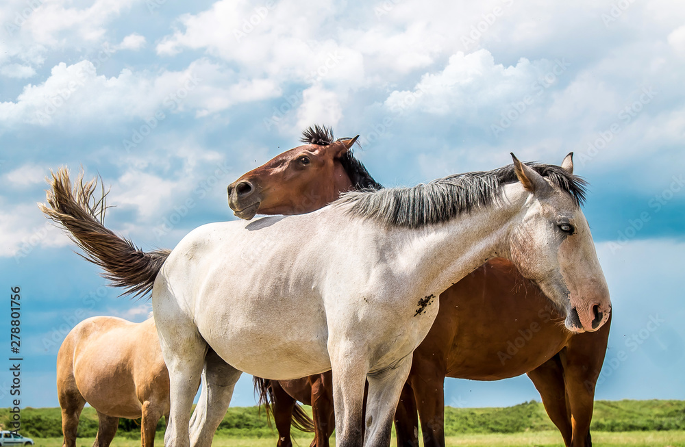 Obraz premium Horses rest on the bank of a mountain river.