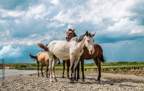 Horses rest on the bank of a mountain river.