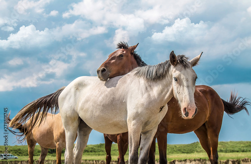 Horses rest on the bank of a mountain river.