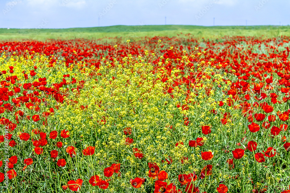 Field with red poppy flowers in spring landscape