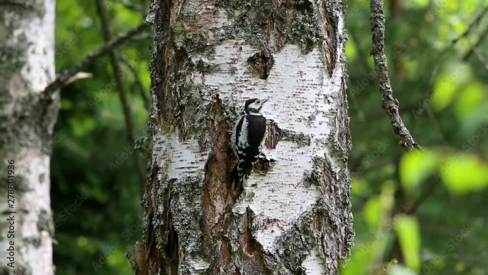 Great Spotted Woodpecker (Dendrocopos major) looking for food on a birch trunk Great Spotted Woodpecker (Dendrocopos major) looking for food on a birch trunk