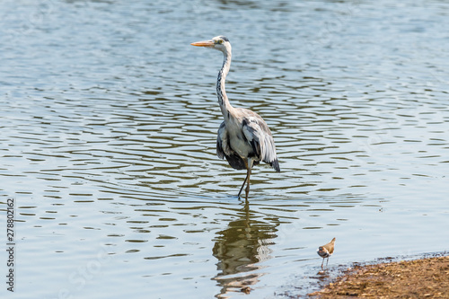 Grey heron, Ardea cinerea, walking in water © dpreezg