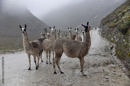 Grupo de llamas con niebla en un camino del monte 