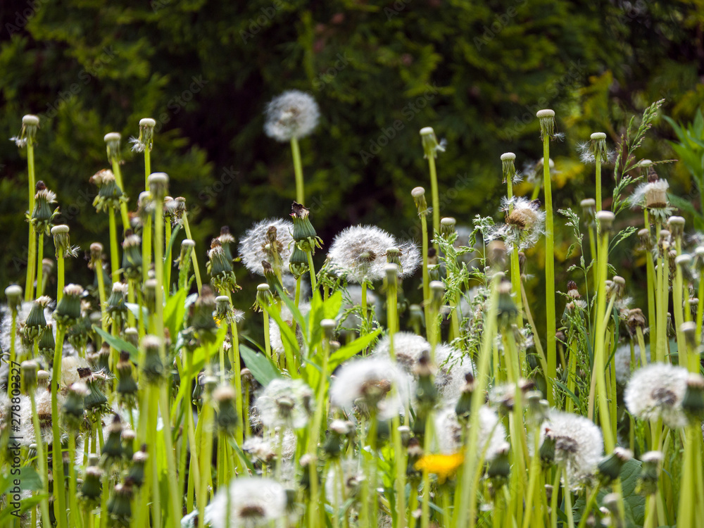 Obraz premium dandelions in the grass
