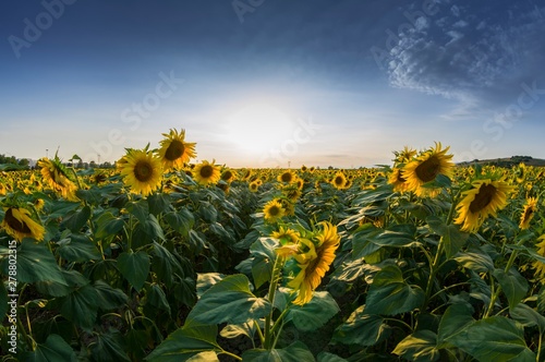 Field of sunflowers with flower in the foreground